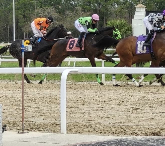 A Day at the Races with the Flamazing Flamingoes!