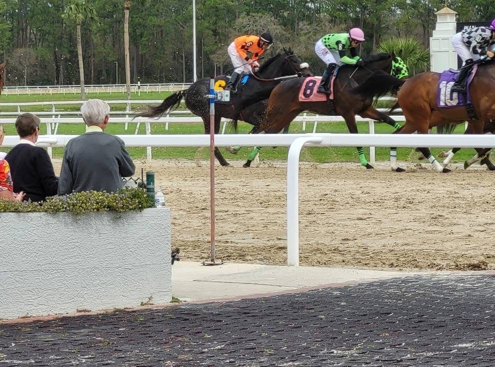 A Day at the Races with the Flamazing Flamingoes!